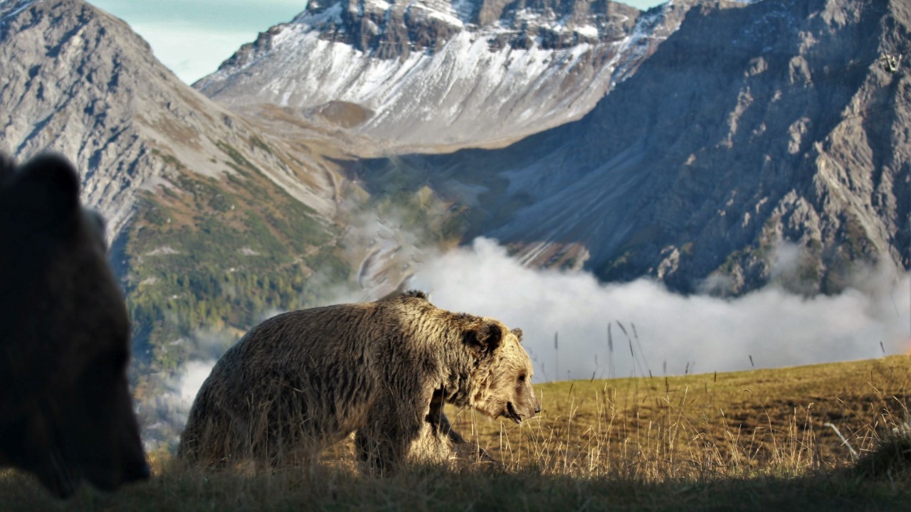 Bild des Bärenlands.