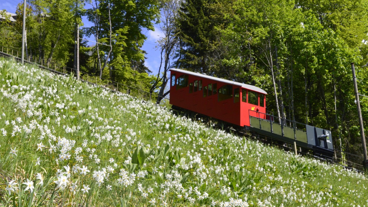 Ein Funiculaire fährt entlang einer begrünten Wiese einen Berg hoch.