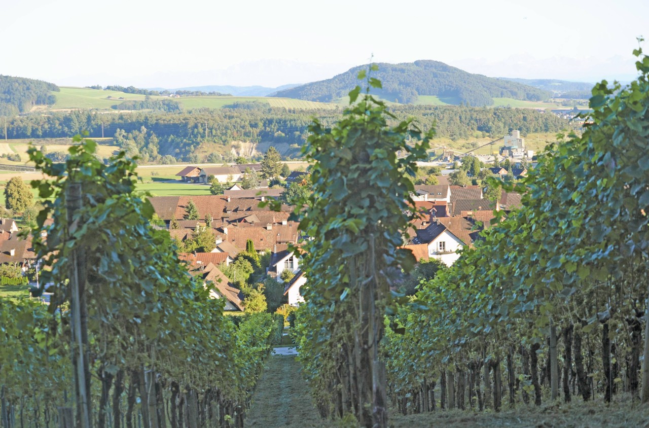Bild vom Weinweg in Eglisau.