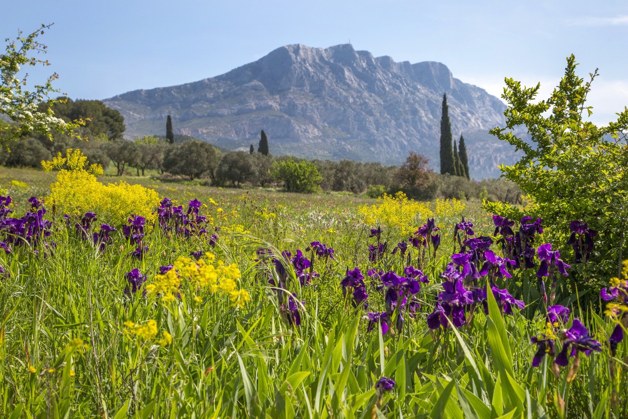 Landschaft mit blühender Wiese und Berg in der Provence
